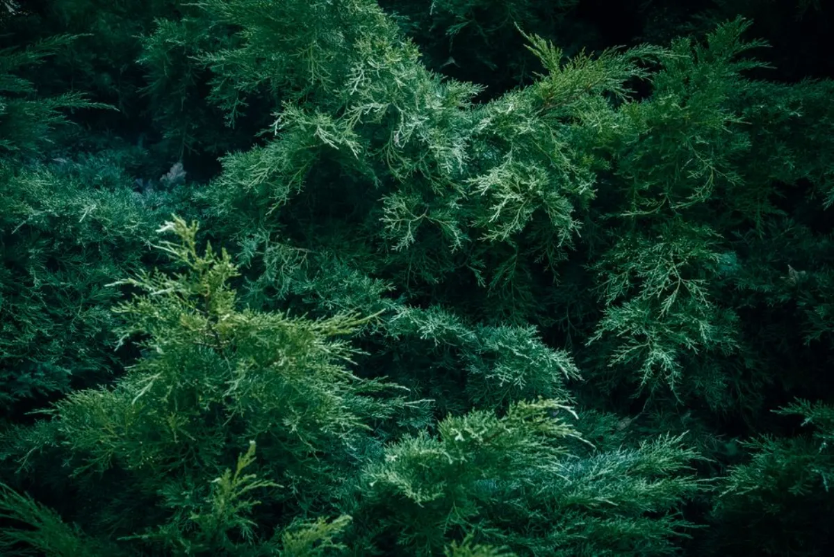 杜松是什么：先讲明白